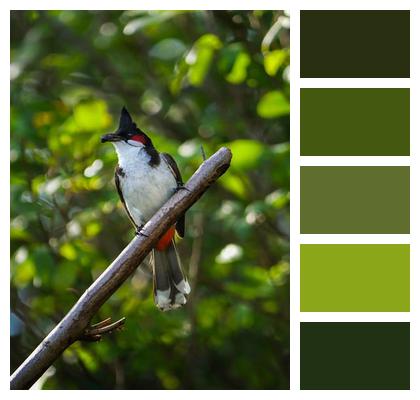 Bird Red Whiskered Bulbul Ornithology Image